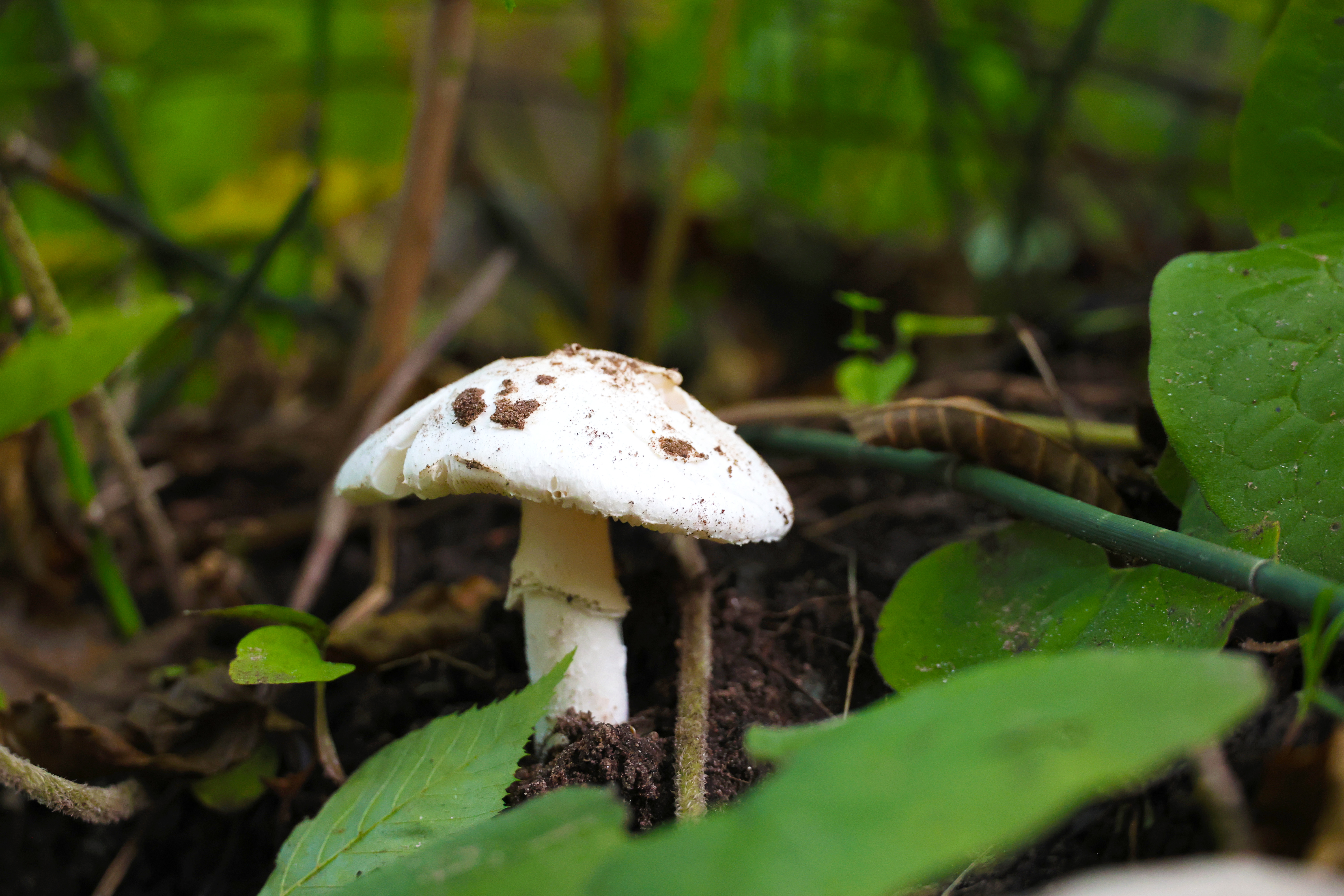 Lone Mushroom
